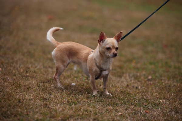 How can UK home living trends enhance your interior design?